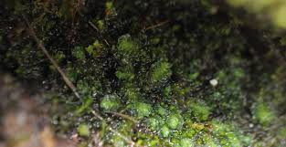 Attēlu rezultāti vaicājumam “Tritomaria”