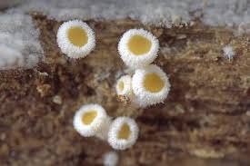 Attēlu rezultāti vaicājumam “Cinereomyces lindbladii”