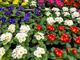 Attēlu rezultāti vaicājumam “Primulaceae”