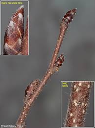 Attēlu rezultāti vaicājumam “Carpinus caroliniana male flower”