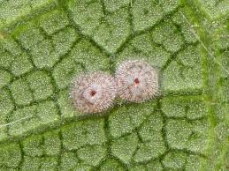 Attēlu rezultāti vaicājumam “Acronicta rumicis larva”