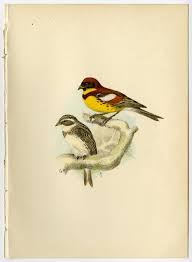 Image result for Emberiza aureola