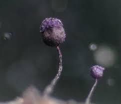 Attēlu rezultāti vaicājumam “Cribraria violacea macro”