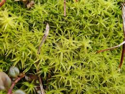 Attēlu rezultāti vaicājumam “Dicranum polysetum sporophyte”