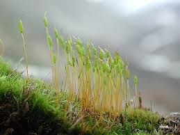 Attēlu rezultāti vaicājumam “Distichium capillaceum”