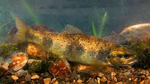 Image result for Salmo macrostigma