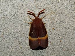 Attēlu rezultāti vaicājumam “Lasiocampa quercus”