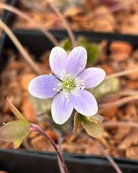 Attēlu rezultāti vaicājumam “Hepatica nobilis”