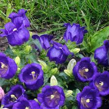 Image result for Marienglockenblumen