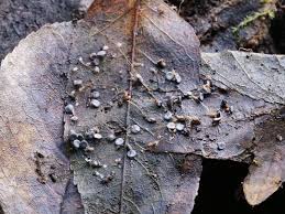 Attēlu rezultāti vaicājumam “Diderma subincarnatum plasmodium”