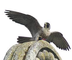 Image result for Herts Falcons