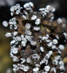 Attēlu rezultāti vaicājumam “Physarum pseudoalexandrowiczii macro”