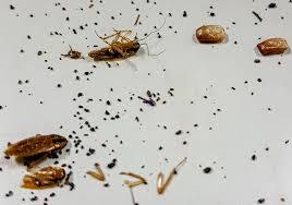 Image result for insect poop