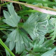 Attēlu rezultāti vaicājumam “Phytomyza ranunculi”