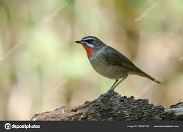 Image result for Luscinia sibilans