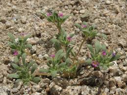 Attēlu rezultāti vaicājumam “Dianema depressum young”