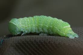 Attēlu rezultāti vaicājumam “Orthosia cerasi”