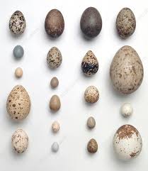 Attēlu rezultāti vaicājumam “Grus grus eggs”