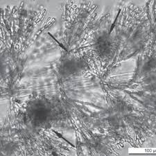 Attēlu rezultāti vaicājumam “Hildenbrandia rivularis”