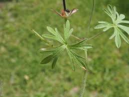 Attēlu rezultāti vaicājumam “Geranium dissectum leaf”