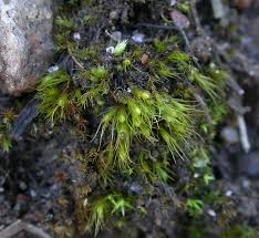 Attēlu rezultāti vaicājumam “Pleuridium subulatum”