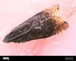 Attēlu rezultāti vaicājumam “Pammene rhediella”