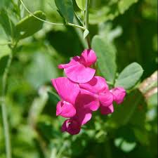 Attēlu rezultāti vaicājumam “Lathyrus tuberosus flower”