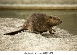 Image result for Castor fiber