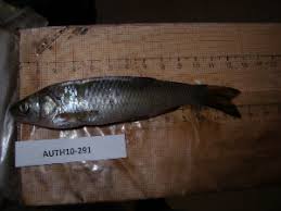 Image result for Squalius vardarensis