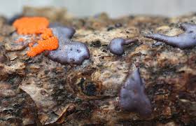 Attēlu rezultāti vaicājumam “Dictydiaethalium plumbeum”