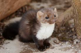 Attēlu rezultāti vaicājumam “Martes foina”