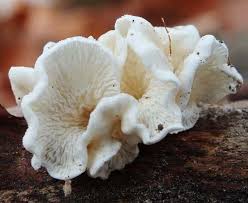 Attēlu rezultāti vaicājumam “Plicatura nivea”