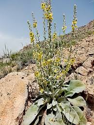 Attēlu rezultāti vaicājumam “Verbascum thapsus flower”