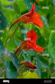 Attēlu rezultāti vaicājumam “Tropaeolum majus bud”