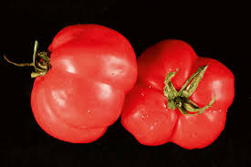 Attēlu rezultāti vaicājumam “Lycopersicon esculentum”