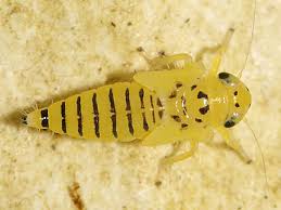 Attēlu rezultāti vaicājumam “Macrosteles sp. nymph”