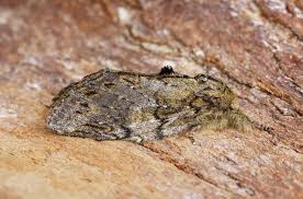 Attēlu rezultāti vaicājumam “Peridea anceps”