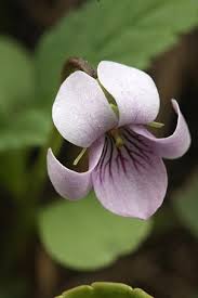 Attēlu rezultāti vaicājumam “Viola palustris”