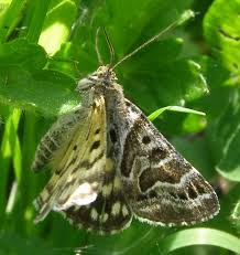 Attēlu rezultāti vaicājumam “Callistege mi”