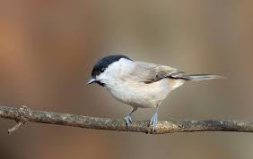 Attēlu rezultāti vaicājumam “Poecile palustris”