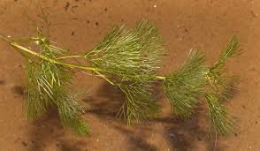Attēlu rezultāti vaicājumam “Ceratophyllum submersum leaf”
