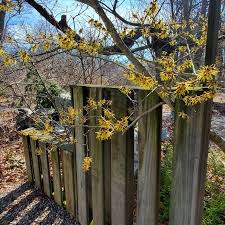 Attēlu rezultāti vaicājumam “Hamamelis japonica leaf”