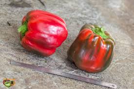 Afbeeldingsresultaat voor purple beauty sweet pepper