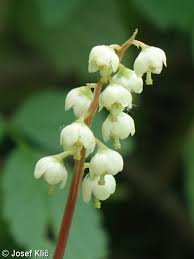 Attēlu rezultāti vaicājumam “Pyrola chlorantha”