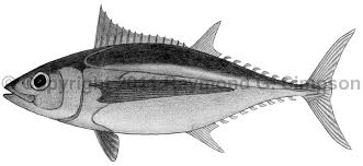 Image result for Thunnus alalunga