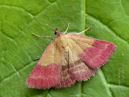 Attēlu rezultāti vaicājumam “Phytometra viridaria”