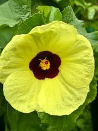 Attēlu rezultāti vaicājumam “Malvaceae”