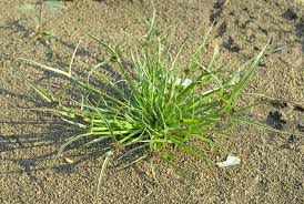 Attēlu rezultāti vaicājumam “Cyperus fuscus”