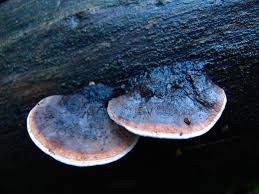 Attēlu rezultāti vaicājumam “Fomitopsis rosea”