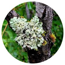 Attēlu rezultāti vaicājumam “Evernia prunastri”